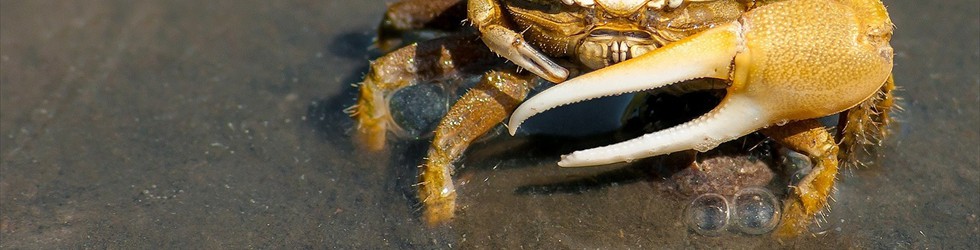 crab-79156_1280